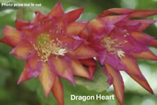 Epiphyllum dragon heart d'occasion  Chartres