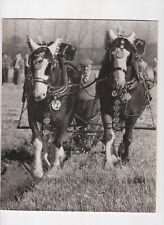 Two horse team for sale  EDINBURGH
