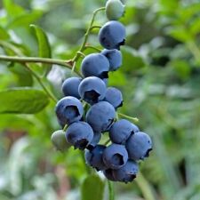 Bluecrop blueberry vaccinium for sale  Shipping to Ireland