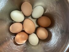 Organic hatching eggs for sale  Griffithsville