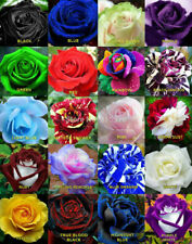 100 semi rose usato  Cirie