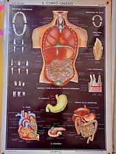 Poster anatomia muscoli usato  Torino