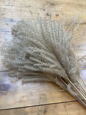 Miscanthus dried grasses for sale  BRIXHAM