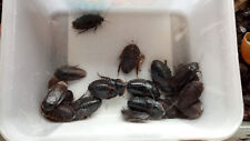 Cuban burrowing cockroaches for sale  STANLEY