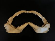 Shark jaw collectors for sale  MOLD