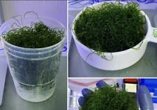 New alghe chaetomorpha usato  Italia