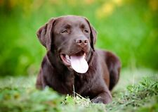 Chocolate labrador poster for sale  SELBY