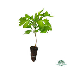 GINKGO BILOBA 1 pianta in alveolo forestale - Ginkgo, splendido albero dorato usato  Sonnino