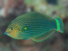 Marginatus dusky wrasse for sale  HAYWARDS HEATH