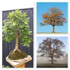 Sessile oak tree for sale  GLOUCESTER