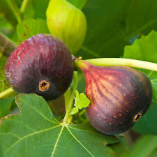 Ficus brown turkey for sale  UK