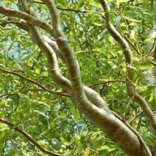 Corkscrew willow tree for sale  Chariton