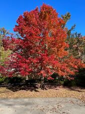 Red maple seedling for sale  Beckley