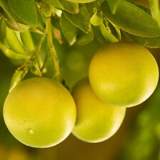 Established grapefruit citrus for sale  PETERBOROUGH
