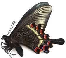 PAPILIO MAACKII JEZOENSIS MALE (SPRING FORM) FROM HOKKAIDO, JAPAN for sale  Shipping to South Africa
