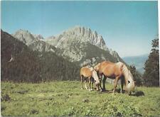Horse postcard haflinger for sale  ALTON