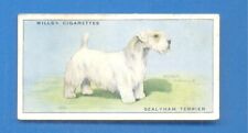 Dogs. .47.sealyham terrier.wil for sale  UK