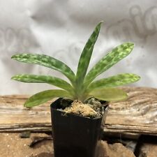 Paphiopedilum tonsuk blooming for sale  Bogalusa