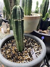 Echinopsis red peru for sale  Independence