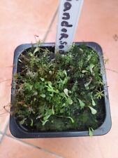 Utricularia sandersonii carniv for sale  COLWYN BAY