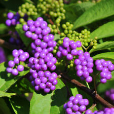 Callicarpa dichotoma issaï d'occasion  Pouzauges