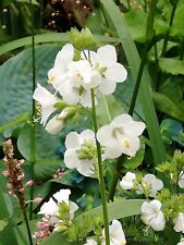 Polemonium alba white for sale  SCUNTHORPE