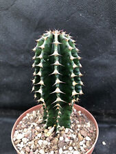 Euphorbia abyssinica vivaio usato  Massafra
