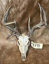 Whitetail deer antlers for sale  Riner