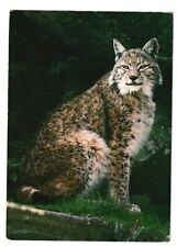 Northern lynx highland for sale  LIPHOOK