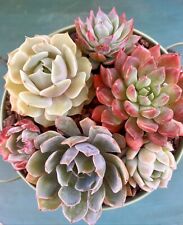 Succulents beautiful colors for sale  Covina