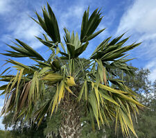 Sabal palmetto lisa for sale  Gainesville
