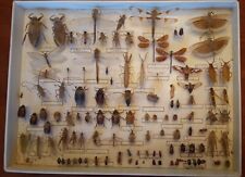 Vintage entomology real for sale  Hoosick Falls