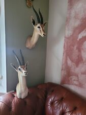 Amazing pair taxidermy for sale  KINGSWINFORD