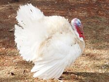 Miget white turkey for sale  Marion