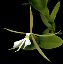 Orchid flask epidendrum for sale  Menifee