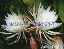 Unrooted cutting epiphyllum for sale  Lake Elsinore