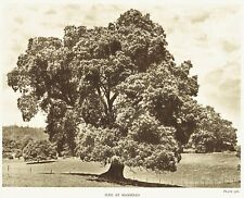 Holm oak tree for sale  CAMBRIDGE