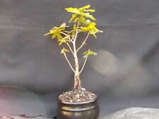 Bonsai tree english for sale  BROMSGROVE