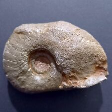 Agoniatites fossile goniatit usato  Italia