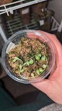 Senecio rowleyanus variegata for sale  STOCKPORT