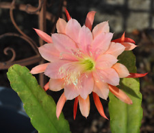 Epiphyllum hybride blatt gebraucht kaufen  Rohrbach