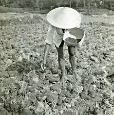 Foto de imprensa Java Indonésia fazendeiro de arroz UNESCO 1951 8x10 UN News P31c comprar usado  Enviando para Brazil