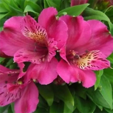 Alstroemeria paradise pink for sale  TELFORD