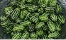 Vegetable cucamelon seeds for sale  WREXHAM