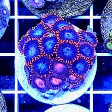 Fire ice zoanthid for sale  BIRMINGHAM