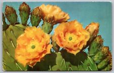 Used, Prickly Pear Cactus Opuntia Engelmannii Flower Bloom Postcard PM Phoenix AZ WOB for sale  Shipping to South Africa