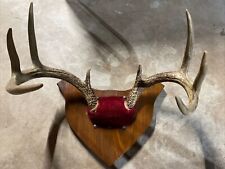 Whitetail deer antlers for sale  Quakertown