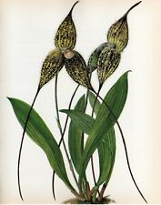 Vintage Botanical Print Orchid Flower Print Wall Art~Masdevallia chimaera (O90) for sale  Shipping to South Africa