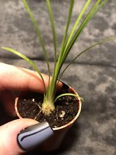 Plant beaucarnea recurvata for sale  Twin Lake