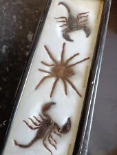 Taxidermy scorpions spider for sale  CWMBRAN